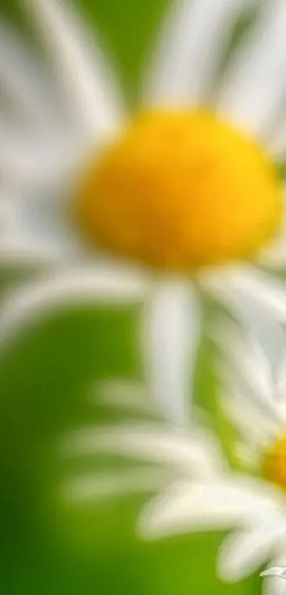 Blurry daisy flowers with green background and vibrant yellow centers.