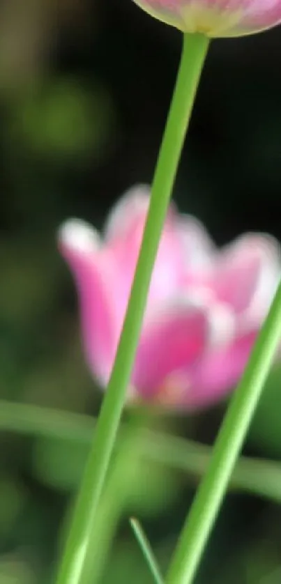 Blurred pink tulip with green stems on a soft natural background.