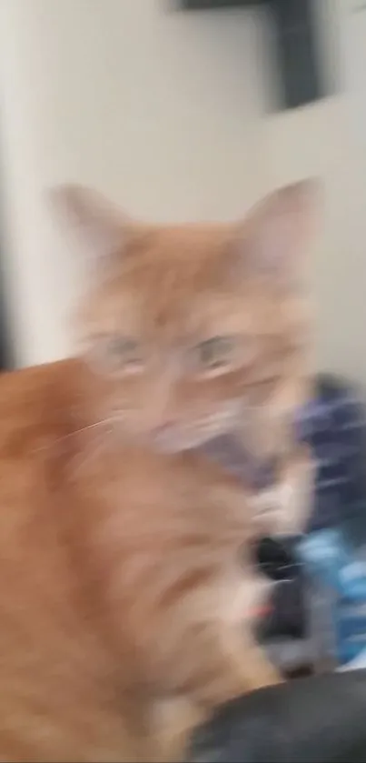 Blurry ginger cat in motion for wallpaper backdrop.