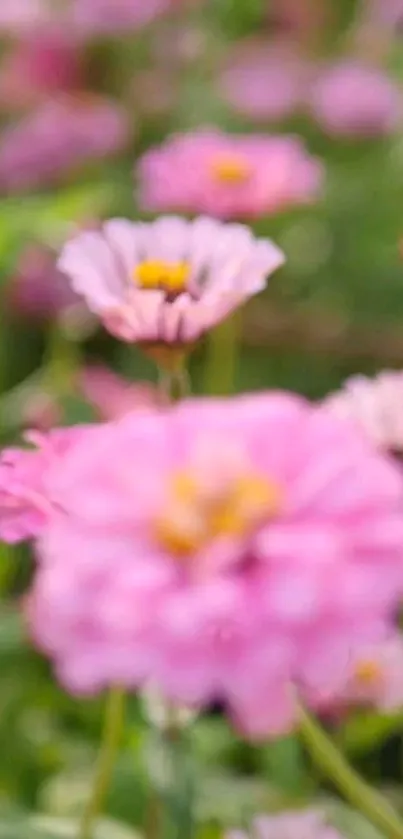 Blurred pink flowers in a vibrant garden setting with green backdrop.