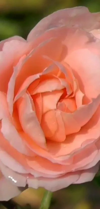 Blush pink rose petals in close-up view.