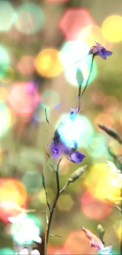 Colorful bokeh flower wallpaper with vibrant lights and soft focus.