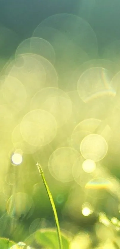 Green nature wallpaper with bokeh light effects.