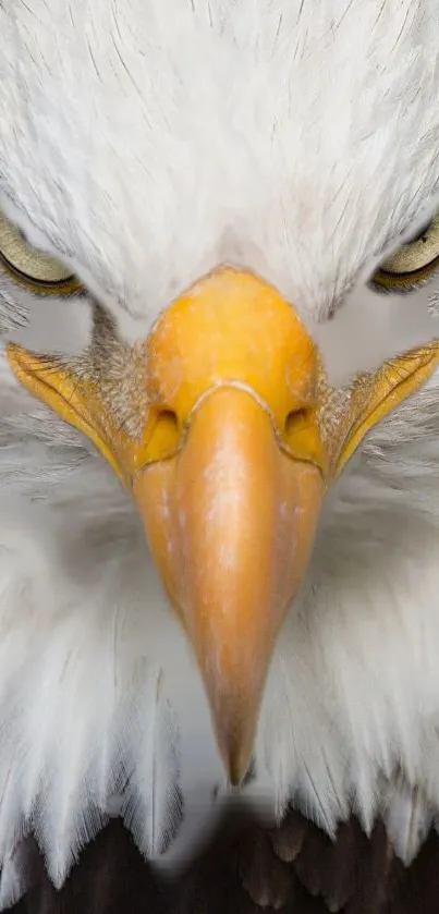 Close-up image of a bald eagle's intense gaze.