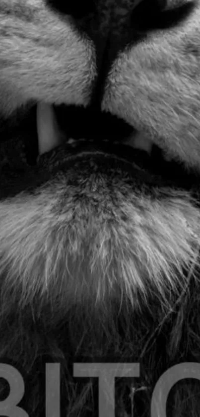 Close-up monochrome image of a lion's fierce face.