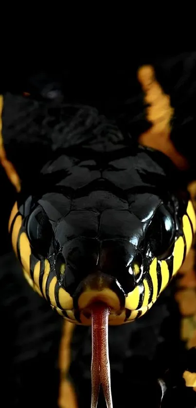 Close-up of a vibrant snake in black and orange on a dark background.