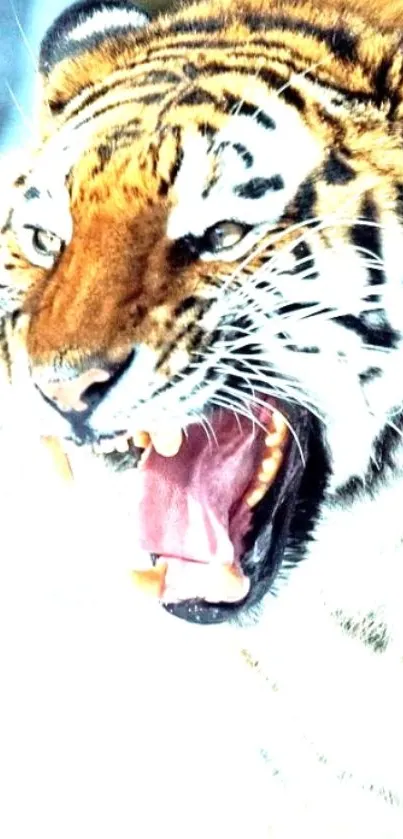 Vibrant mobile wallpaper of a fierce tiger mid-roar.