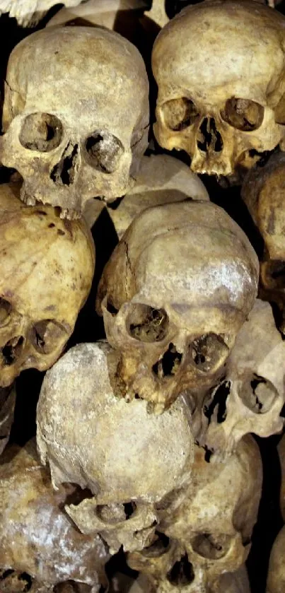Bone Skull Anthropology Live Wallpaper