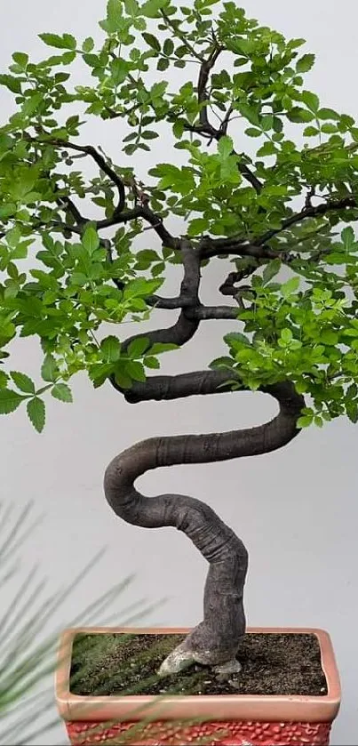 Bonsai tree in a decorative pot against a neutral background.