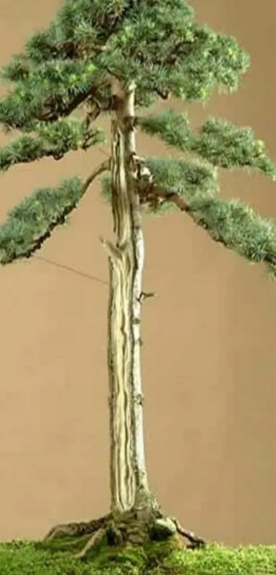 Bonsai tree with moss in a tranquil setting.