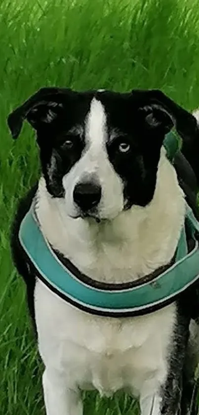 Border Collie standing in a green field.