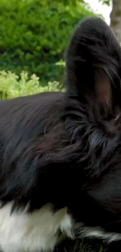 Border Collie lying on lush grass in a garden setting.