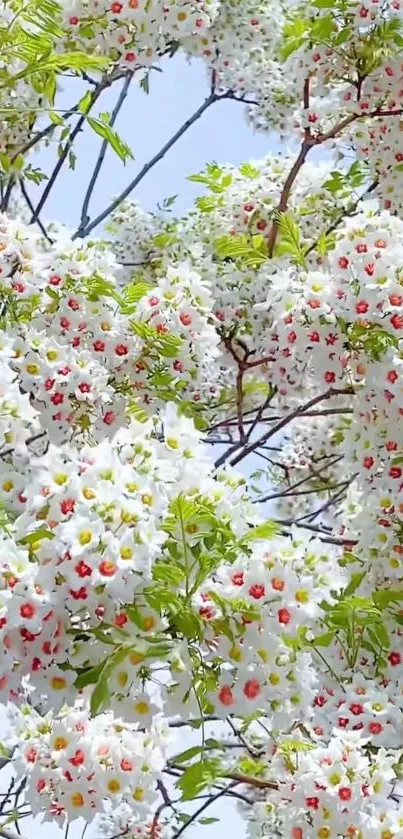 White blossoms with pink centers under a clear blue sky mobile wallpaper.