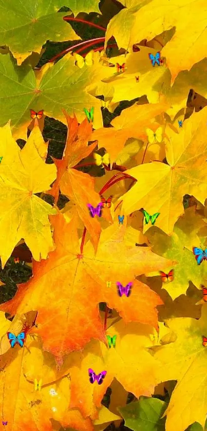 Vibrant yellow and orange maple leaves in autumn scenery.