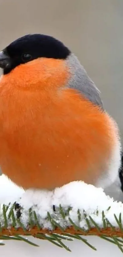 Vibrant bullfinch sitting on a snowy evergreen branch.