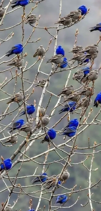 Vibrant blue birds perched on branches against a natural landscape background.