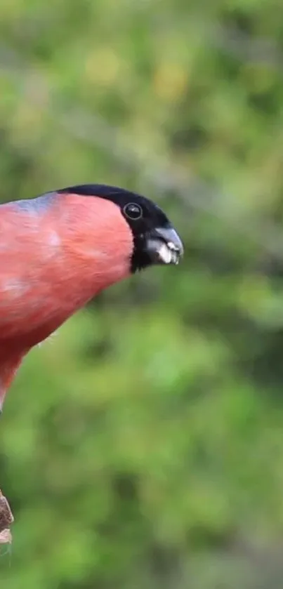 Vibrant bullfinch perched against green foliage background.