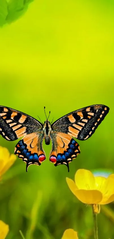 Colorful butterfly on yellow flowers with a bright green background.