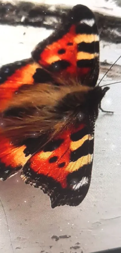 Close-up of a colorful butterfly with orange and black wings on a light surface.