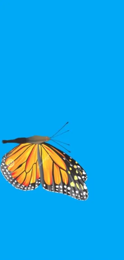 Vibrant orange butterfly on vivid blue background wallpaper.