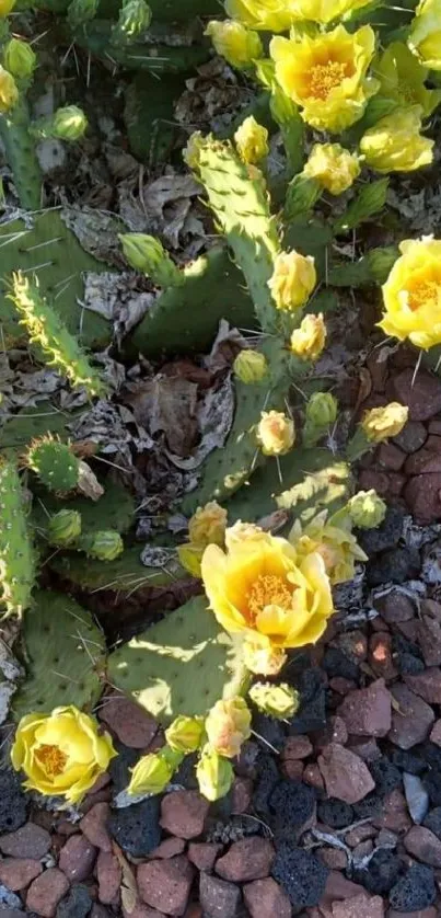 Yellow cactus flowers bloom among rocks.