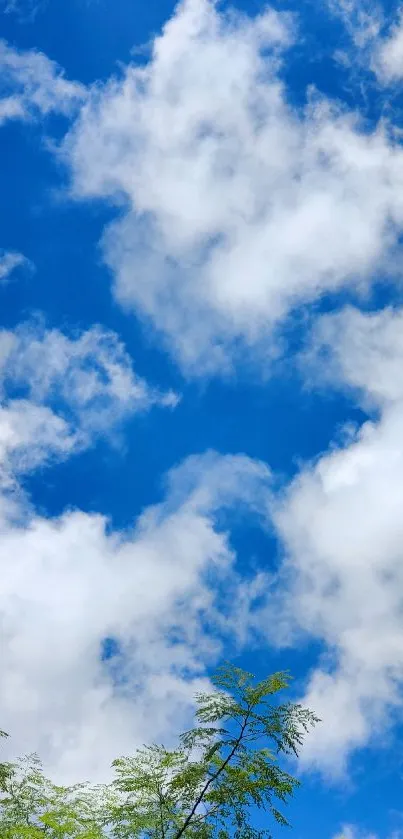 Blue sky with white clouds and green leaves in a natural scenic view.