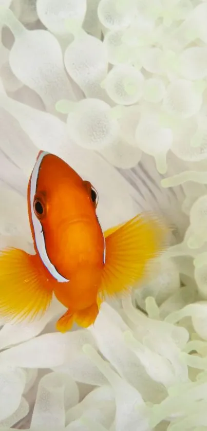 Orange clownfish nestled in white sea anemone, creating a vibrant underwater scene.