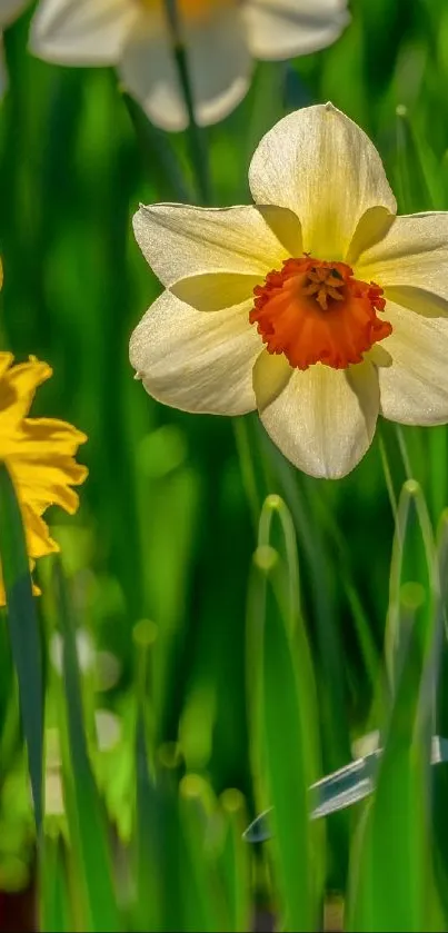 Close-up of daffodil and vibrant green leaves in sunlight.