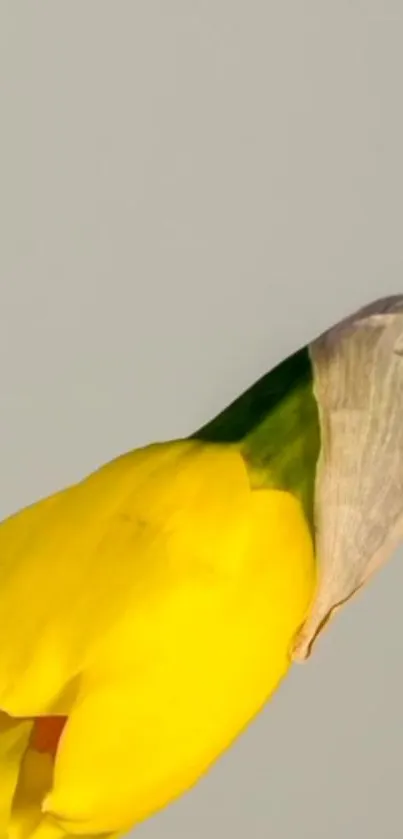 Yellow daffodil close-up with green stem on a soft background.