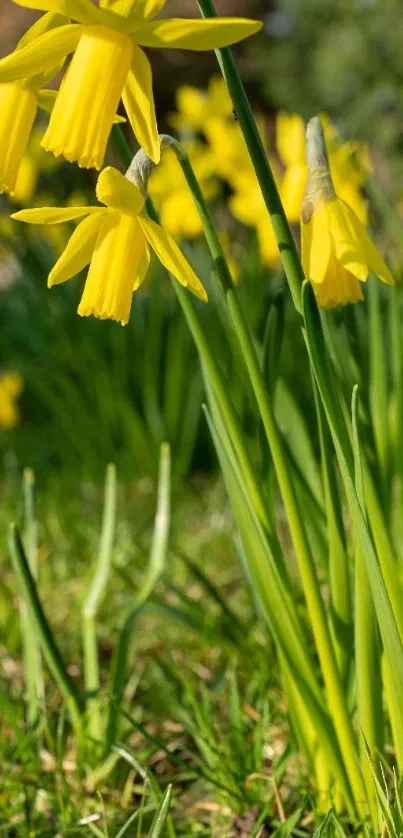 Bright yellow daffodils in a sunny garden, perfect for spring-themed mobile wallpaper.