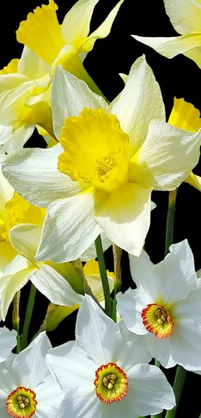 Vibrant yellow and white daffodils on a black background for mobile wallpaper.