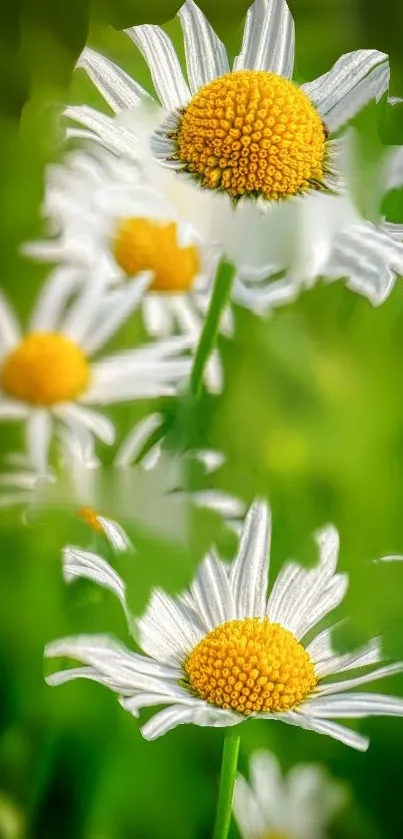 Close-up of daisies with white petals and yellow centers on a green background.