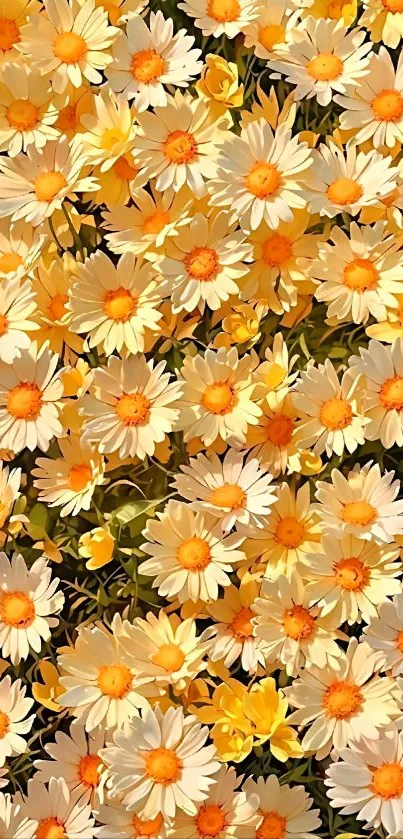 Bright yellow daisies in full bloom wallpaper.