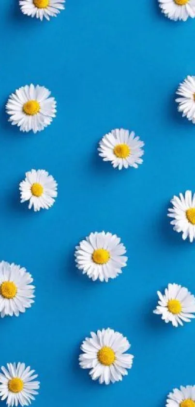 Mobile wallpaper with white daisies on a blue background.