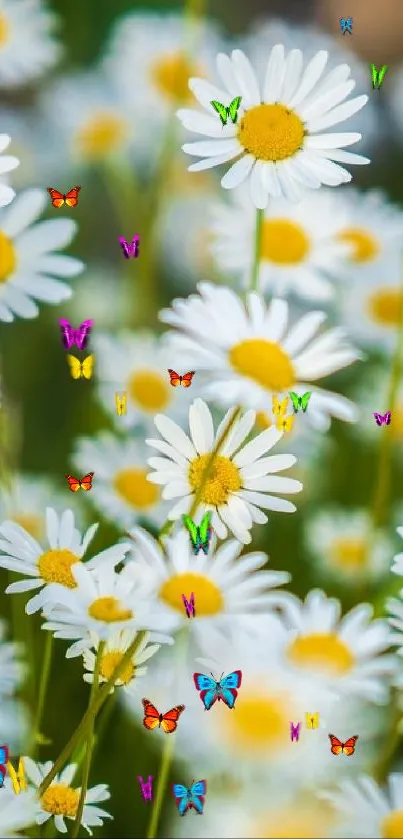 Daisies and colorful butterflies on a vibrant green field wallpaper.