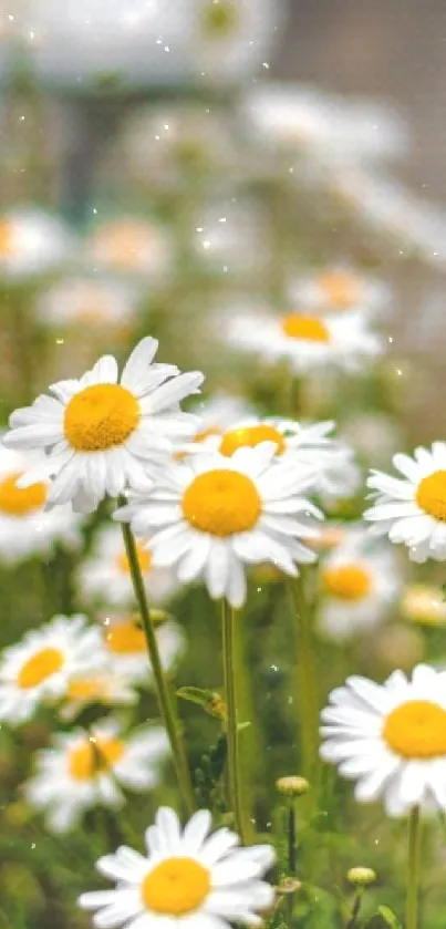 Beautiful daisy flowers with white petals and yellow centers in a garden setting.