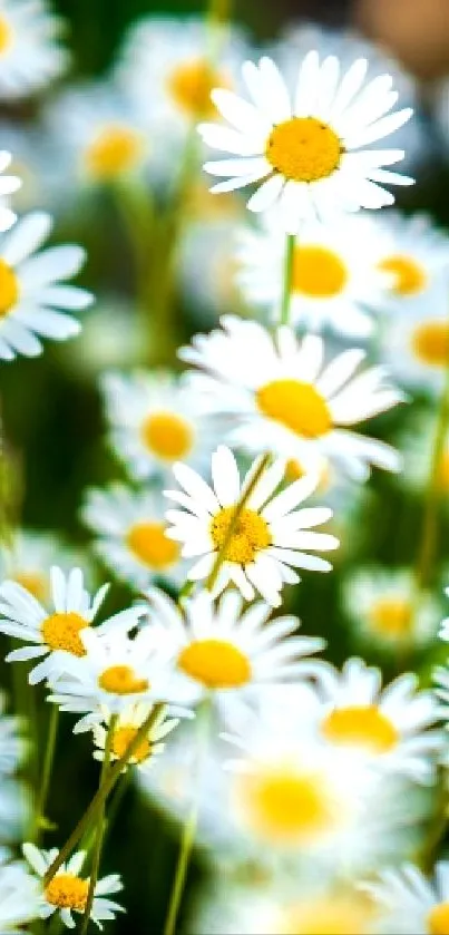 White daisies with yellow centers on a green background.