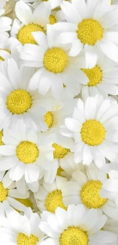 Mobile wallpaper featuring vibrant white daisies with yellow centers.