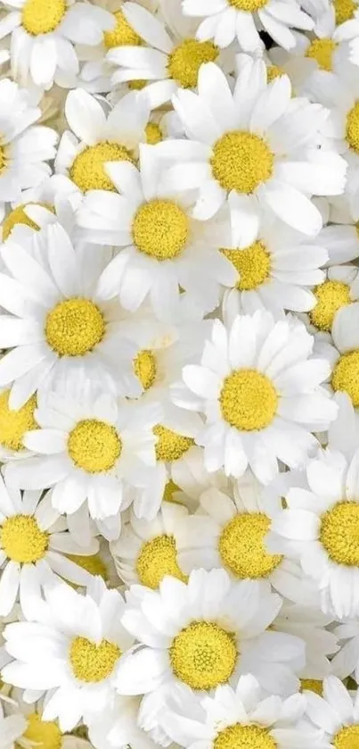 Vibrant white daisies with yellow centers covering the wallpaper.