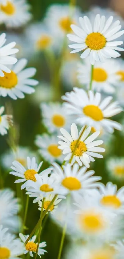 White and yellow daisies in bright sunlight - mobile wallpaper.