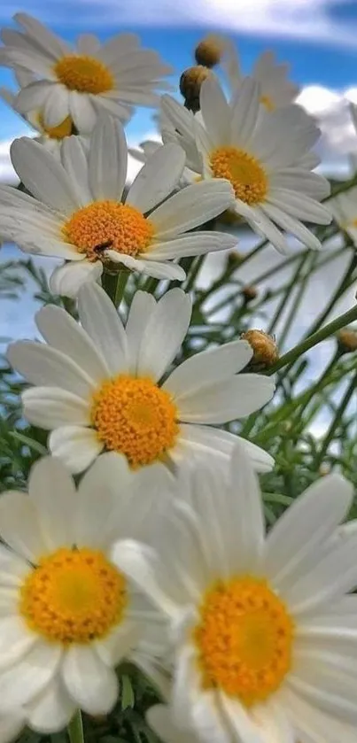 Lovely daisies with a clear blue sky backdrop.