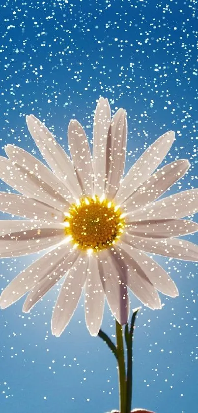 Vibrant daisy flower against a clear blue sky background.