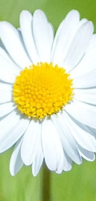 Bright daisy with green background, perfect for a natural wallpaper aesthetic.