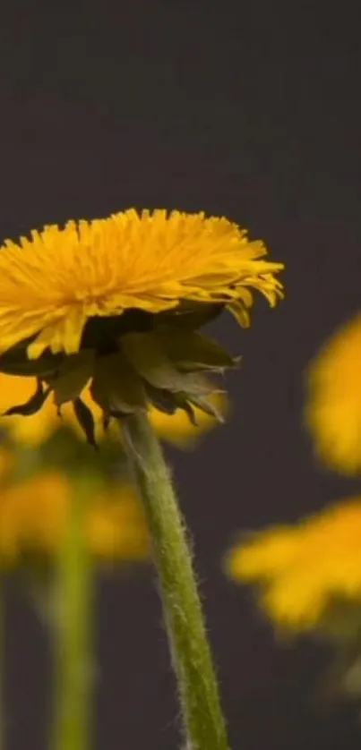 Close-up of a vibrant yellow dandelion on a blurred background.