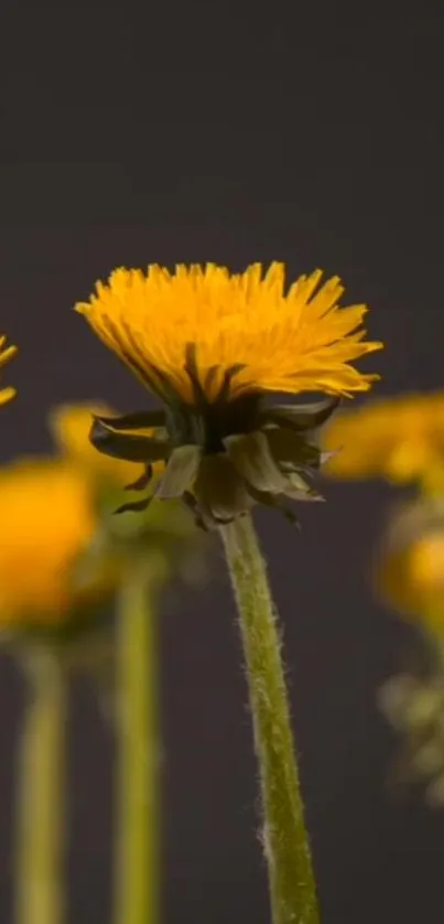 Bright yellow dandelions against a dark backdrop, perfect for phone wallpaper.