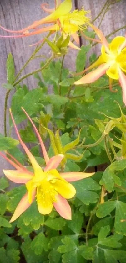 Yellow flowers and green leaves on a wooden backdrop.