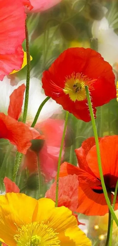 Mobile wallpaper with vibrant red and yellow poppies in a lush green setting.