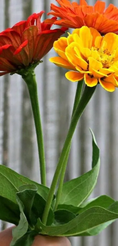 Colorful flowers against a wooden background.