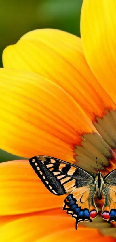 Vibrant yellow flower with a butterfly resting on it, perfect for phone wallpaper.