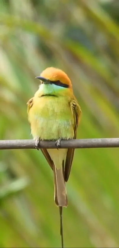 Vibrant green bird perched on a branch with a blurred natural background.